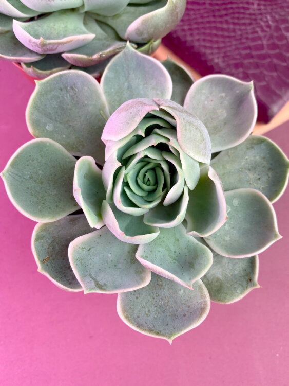 Эхеверия Лотус ⌀8 