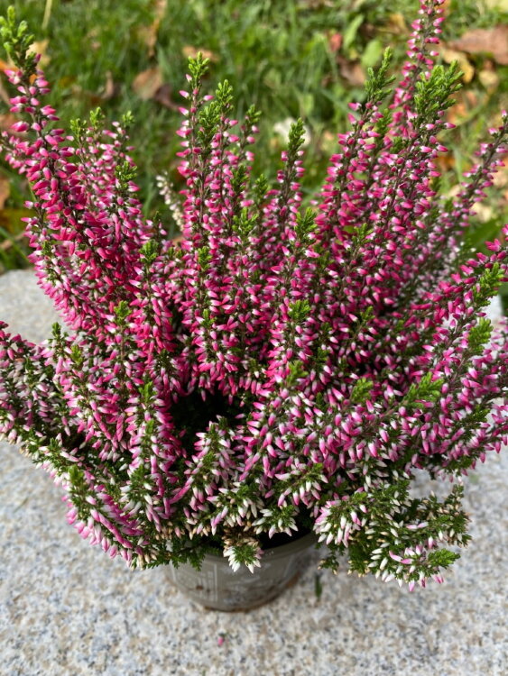 Вереск розовый ⌀9  Вереск розовый ⌀9