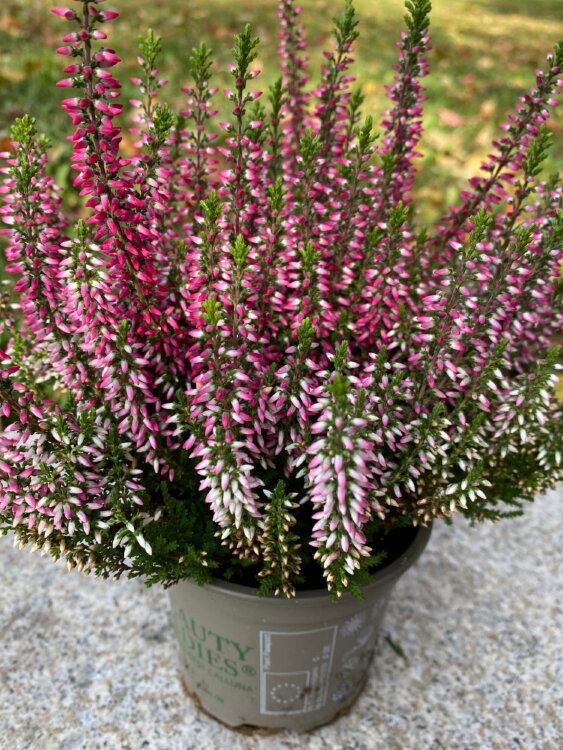 Вереск розовый ⌀9  Вереск розовый ⌀9