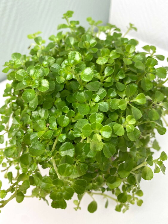 Пилея Депресса ⌀10 