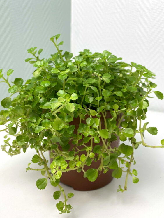 Пилея Депресса ⌀10 