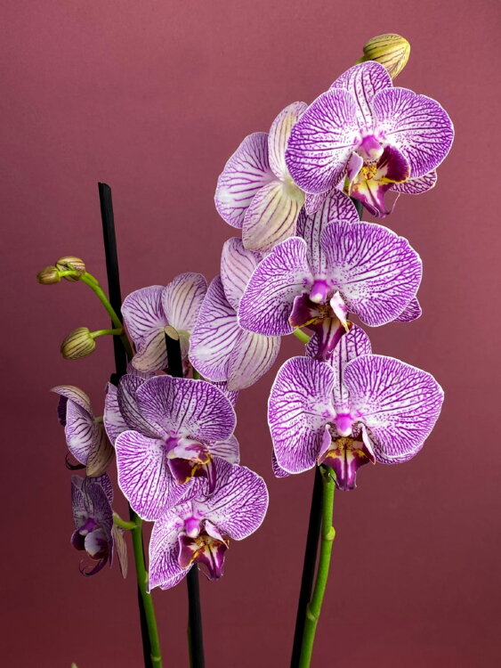 Орхидея Фаленопсис Будапешт 2 ст 