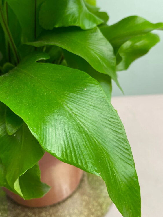 Асплениум Нидус ⌀17 35 см 