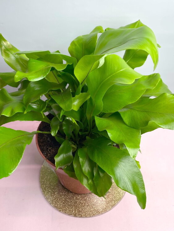 Асплениум Нидус ⌀17 35 см 