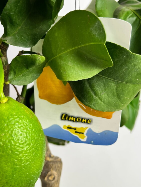 Цитрус Лимон штамбовый ⌀22 80 см 