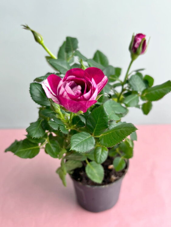 Роза мини Джи Джи ⌀7 15 см 