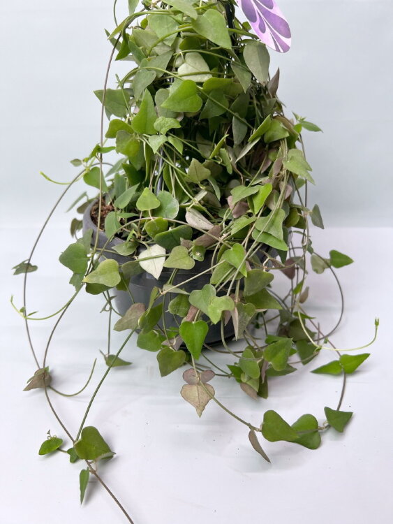 Церопегия Линеарис Реми ⌀14 40 см 