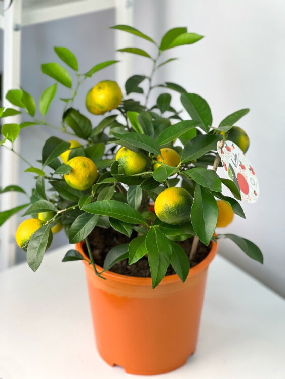 Цитрус Ред Лайм ⌀19 45 см 