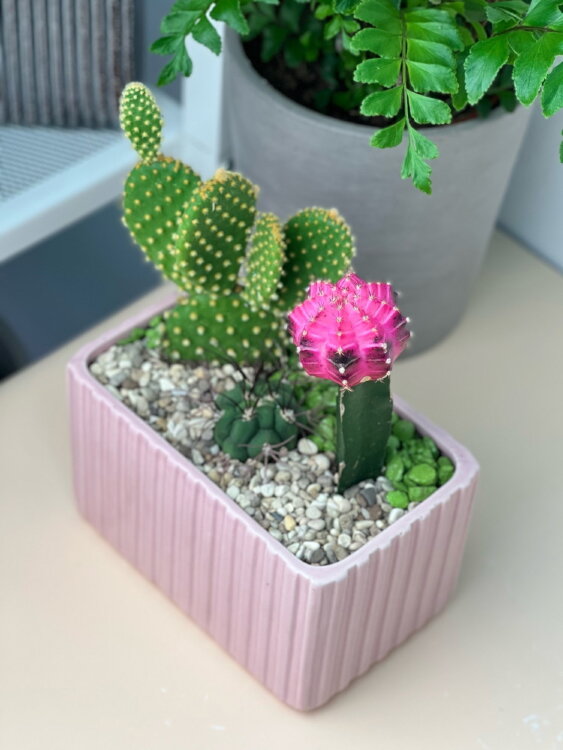 Композиция из кактусов Каприз 