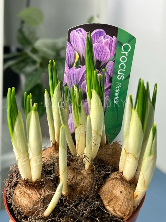 Крокус голубой Пиквик ⌀9 