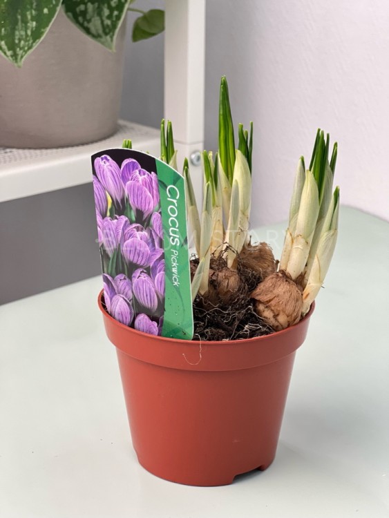 Крокус голубой Пиквик ⌀9 