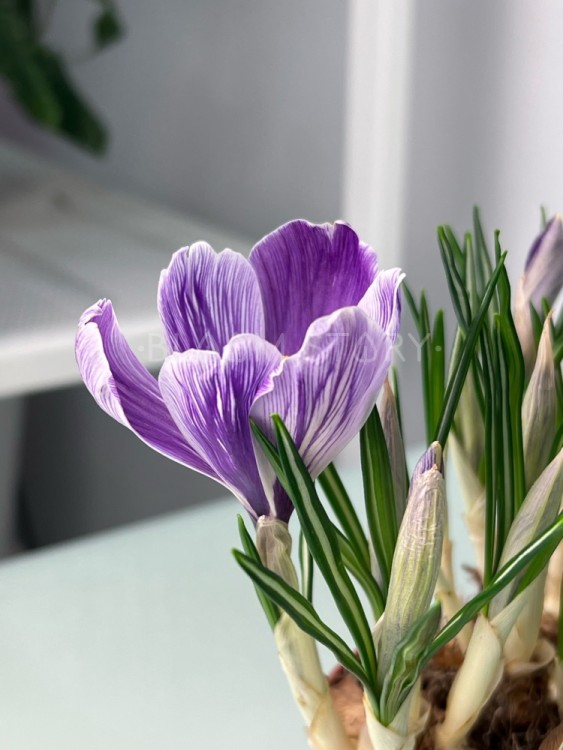 Крокус голубой Пиквик ⌀9 