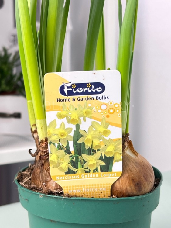 Нарцисс Голден Карпет ⌀12 