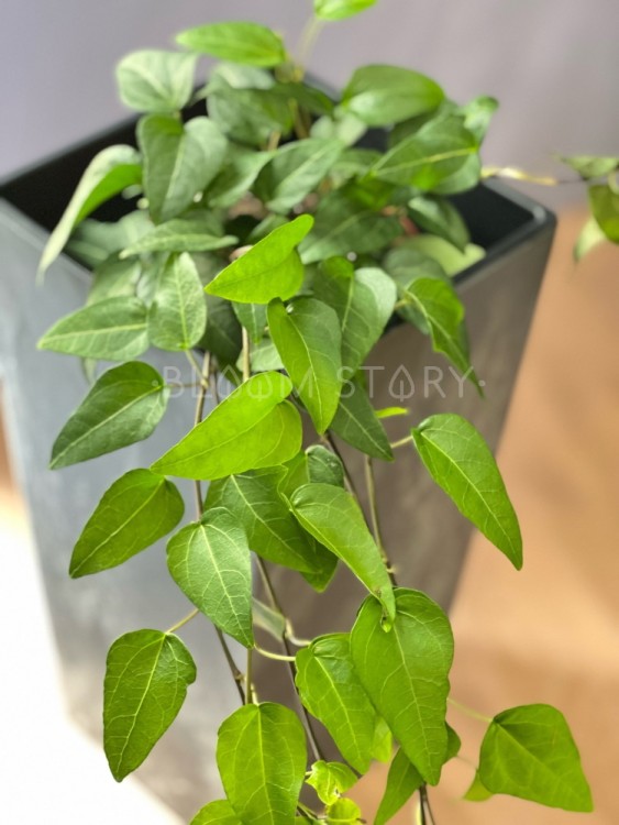 Хедера хеликс Вилко ⌀13 30 см 