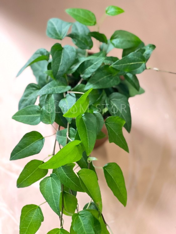 Хедера хеликс Вилко ⌀13 30 см 