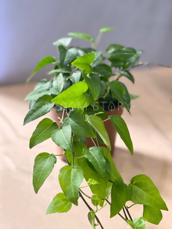 Хедера хеликс Вилко ⌀13 30 см 