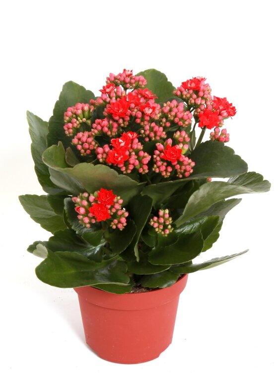 Каланхоэ Каландива красное ⌀12  Каланхоэ Каландива красное ⌀12