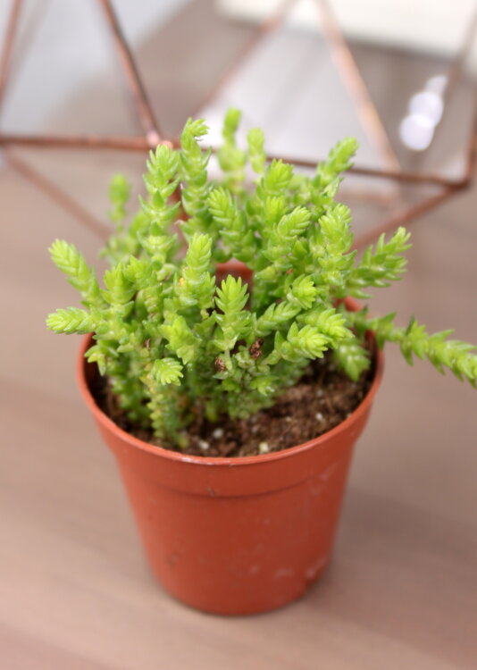 Крассула ложноплауновидная ⌀5 