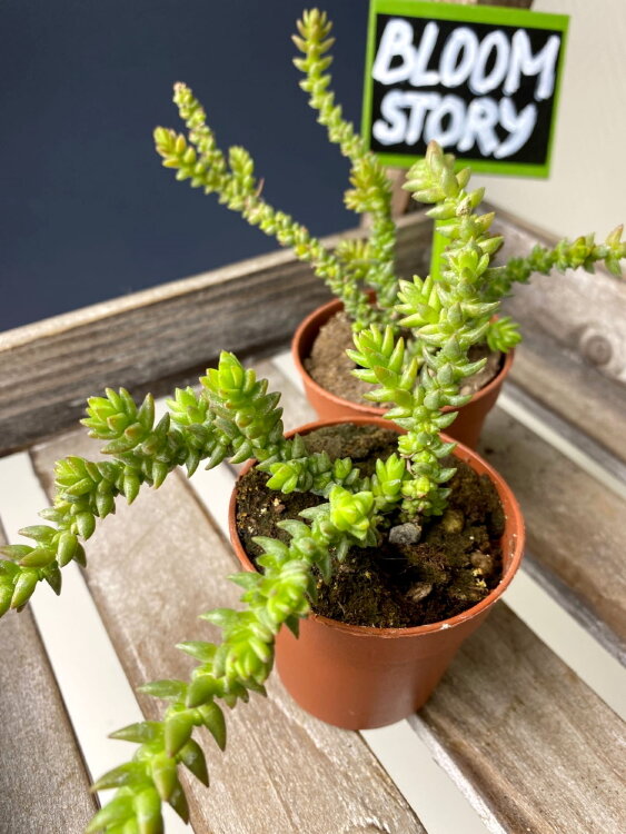 Крассула ложноплауновидная ⌀5 