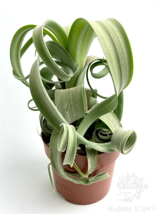 Тилландсия Кёрли Слим 