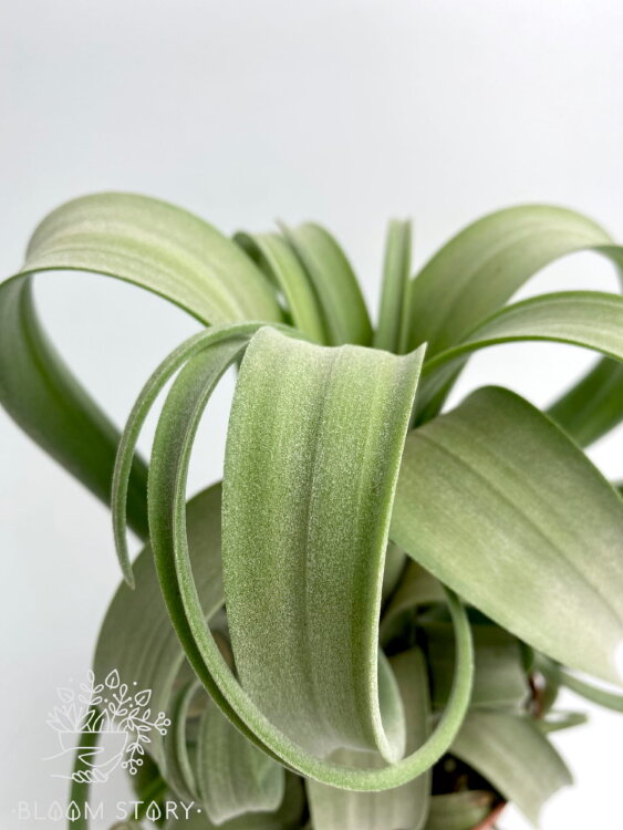 Тилландсия Кёрли Слим 