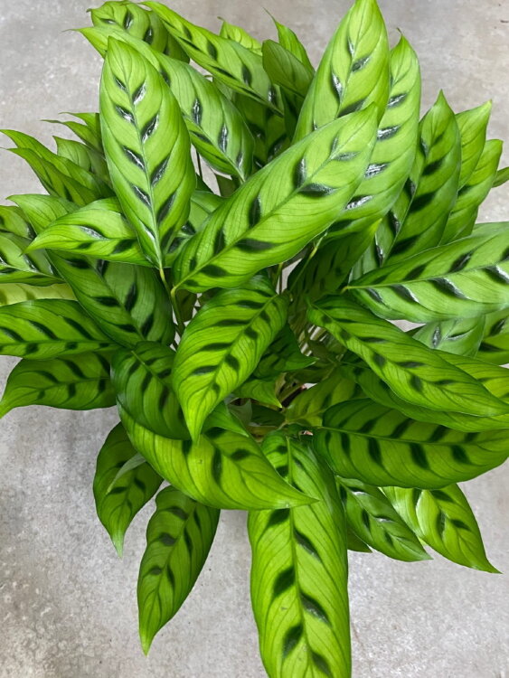 Калатея Леопардина ⌀17 80 см 