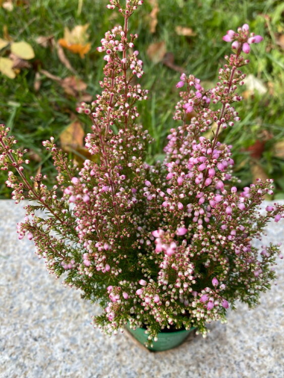 Эрика Грацилис лиловая ⌀7  Эрика Грацилис лиловая ⌀7