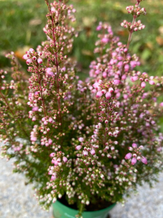 Эрика Грацилис лиловая ⌀7  Эрика Грацилис лиловая ⌀7