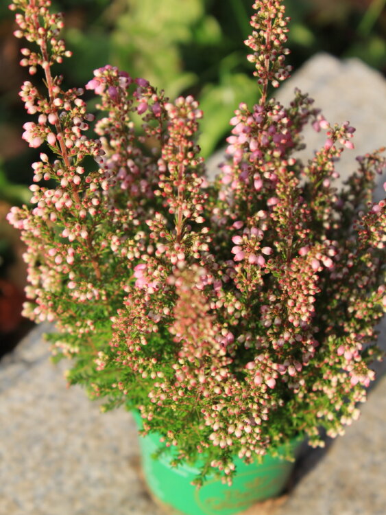 Эрика Грацилис лиловая ⌀7  Эрика Грацилис лиловая ⌀7