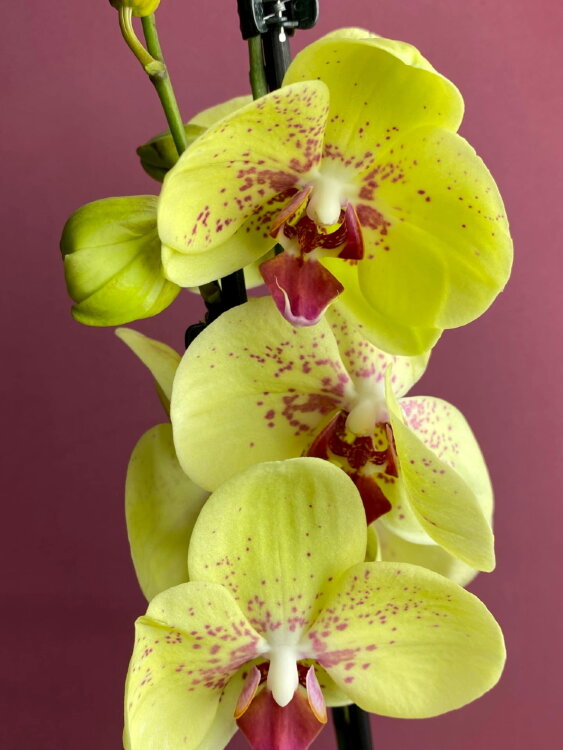 Орхидея Фаленопсис Эдита ⌀12 65 см 