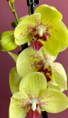 Орхидея Фаленопсис Эдита 2 ст 