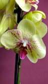 Орхидея Фаленопсис Эдита 2 ст 