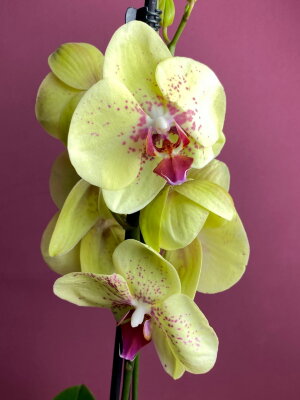Орхидея Фаленопсис Эдита 2 ст
