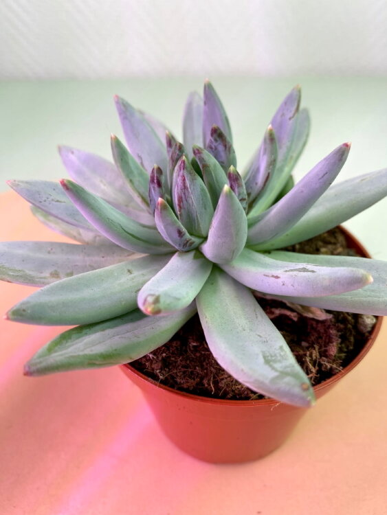 Эхеверия Хукери ⌀8  Эхеверия Хукери ⌀8