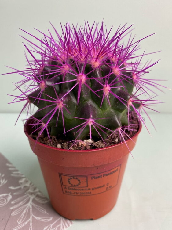 Кактус Грузони цветной фиолетовый ⌀8  Кактус Грузони цветной фиолетовый ⌀8