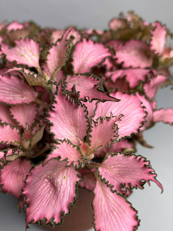 Фиттония розовая Пинк Стар ⌀12 