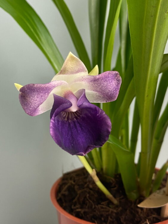 Орхидея Кохлеантес ⌀12 