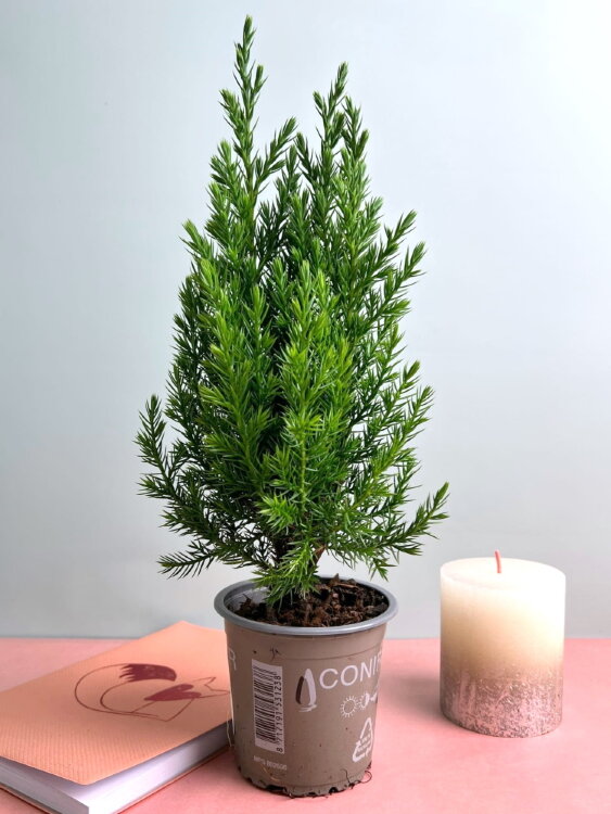 Можжевельник китайский Стрикта ⌀9 30 см 