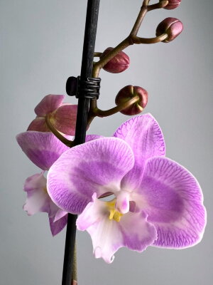 Орхидея Фаленопсис Секси Венус Афродита Биг Лип 2 ст