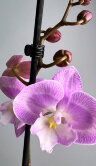 Орхидея Фаленопсис Секси Венус Афродита Биг Лип 2 ст 
