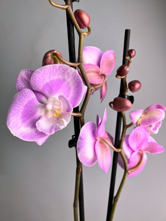 Орхидея Фаленопсис Секси Венус Афродита Биг Лип 2 ст 