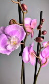 Орхидея Фаленопсис Секси Венус Афродита Биг Лип 2 ст 