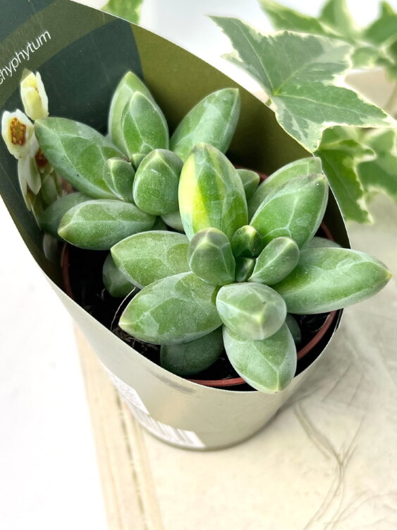 Пахифитум Компактум вариегатный ⌀5 