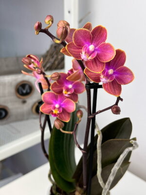 Орхидея Фаленопсис Дасти Белл (Арома) ⌀9 25