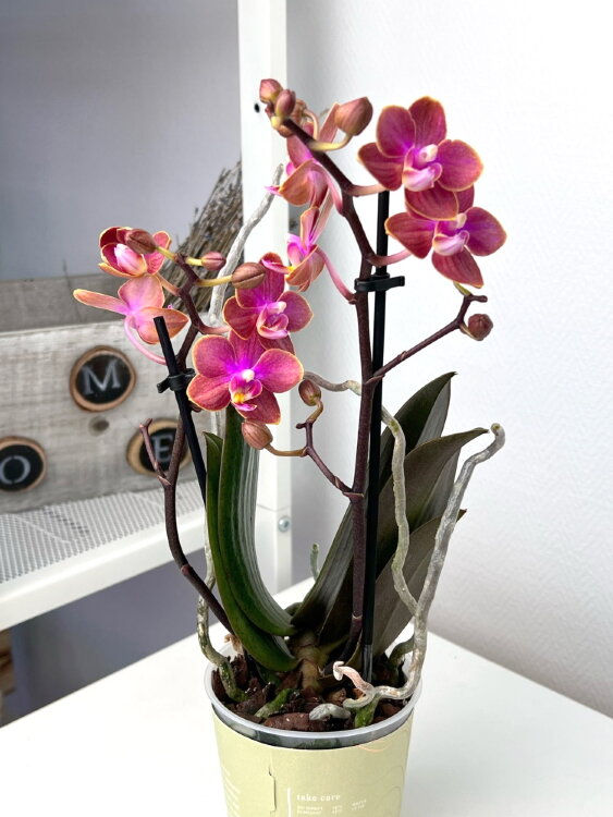 Орхидея Фаленопсис Дасти Белл (Арома) ⌀9 25 