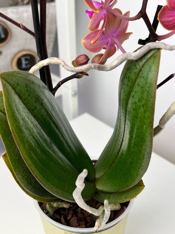 Орхидея Фаленопсис Дасти Белл (Арома) ⌀9 25 