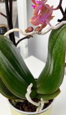 Орхидея Фаленопсис Мультифлора Дасти Белл