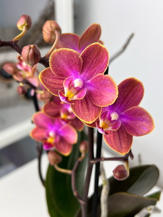 Орхидея Фаленопсис Дасти Белл (Арома) ⌀9 25 