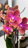 Орхидея Фаленопсис Мультифлора Дасти Белл