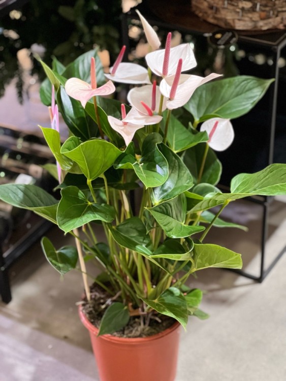 Антуриум белый Фэнтези Лав ⌀21 75 см  Антуриум белый Фэнтези Лав ⌀21 75 см